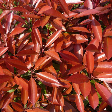 Fraser&#39;s Photinia