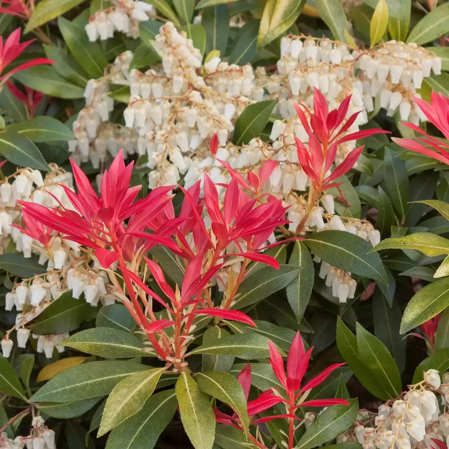 Pieris 'Mountain Fire'