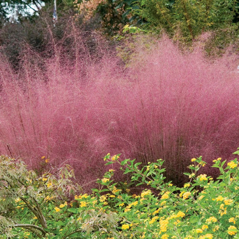 Pink Muhly Grass