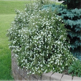 Potentilla 'Abbotswood'