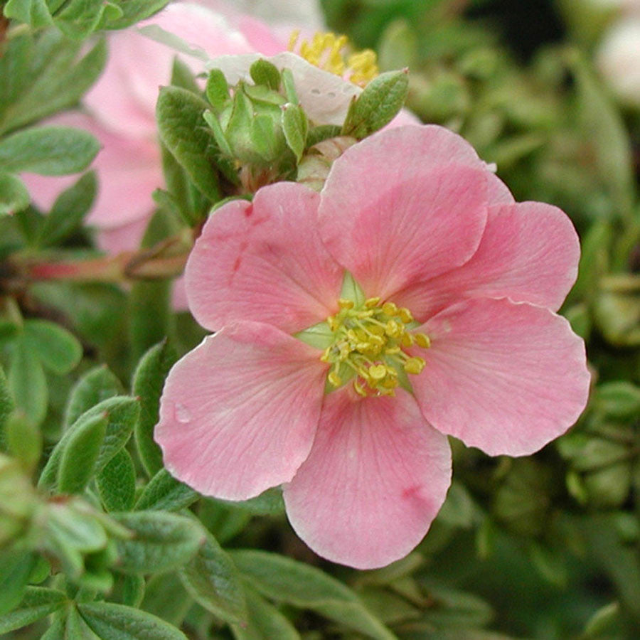 Potentilla 'Pink Beauty'