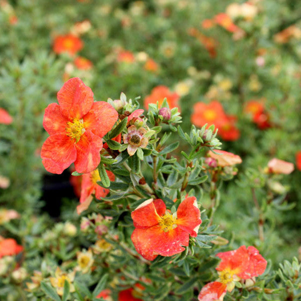 Potentilla &#39;Red Ace&#39;