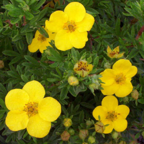 Potentilla &#39;Goldfinger&#39;