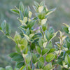 Waxleaf Privit