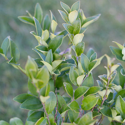 Waxleaf Privit