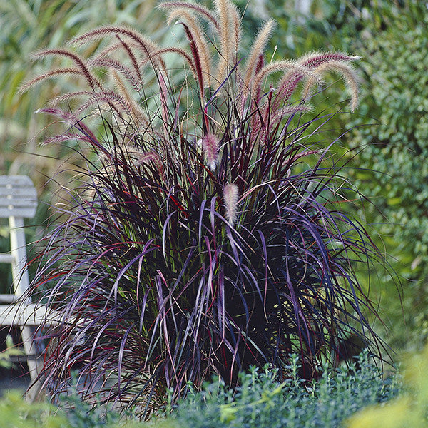 Purple Fountain Grass