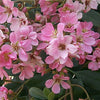 Indian Hawthorn 'Pink Lady'