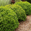 Dwarf Red-Osier Dogwood