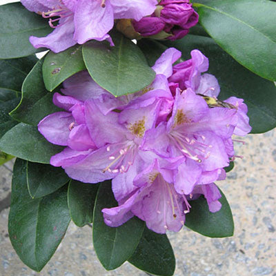 Rhododendron Minnetonka