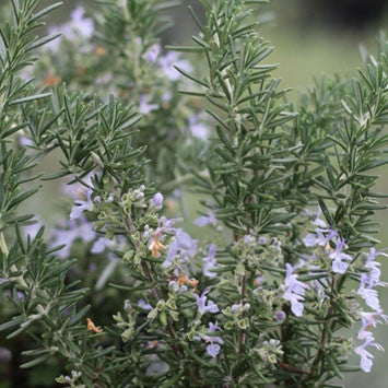 Creeping Rosemary