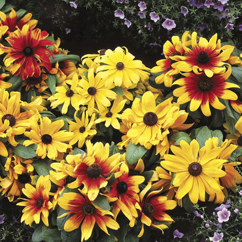 Black Eyed Susan