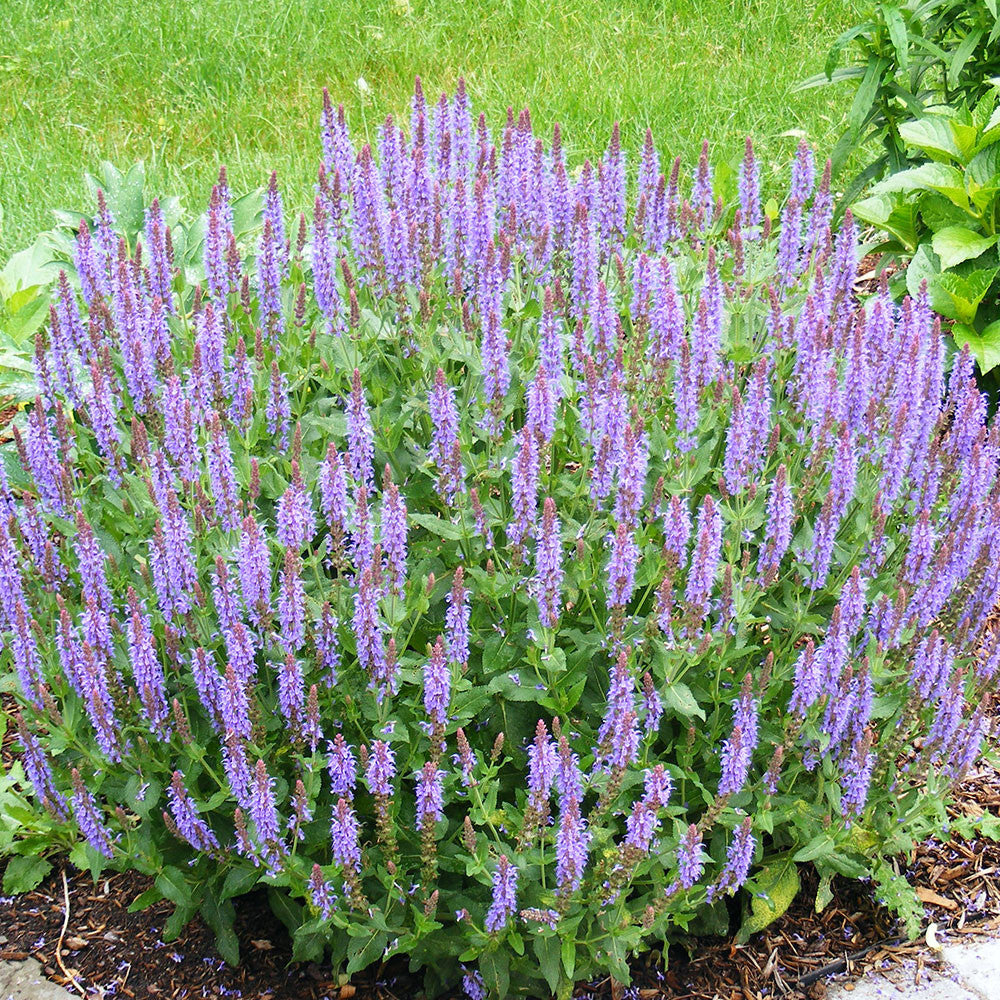 Salvia &#39;New Dimension Blue&#39;