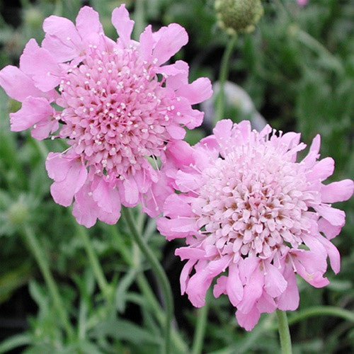 Pink Mist Pincushion Flower