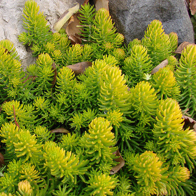 Sedum 'Angelina'