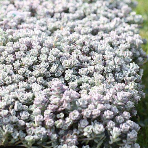 Sedum 'Cape Blanco'