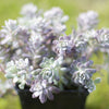 Sedum 'Carnea'