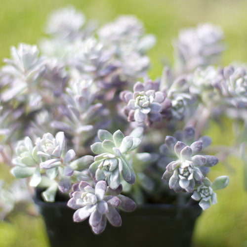 Sedum &#39;Carnea&#39;