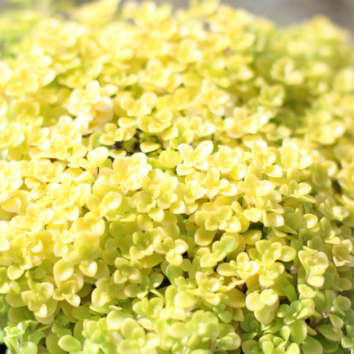 Sedum &#39;Ogon&#39;