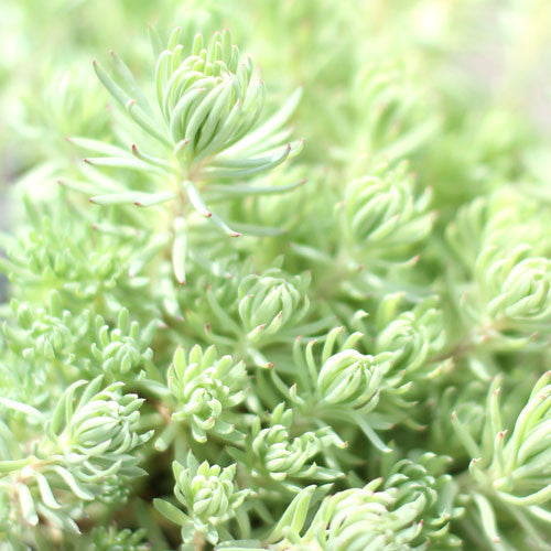 Sedum &#39;Silver Stone&#39;