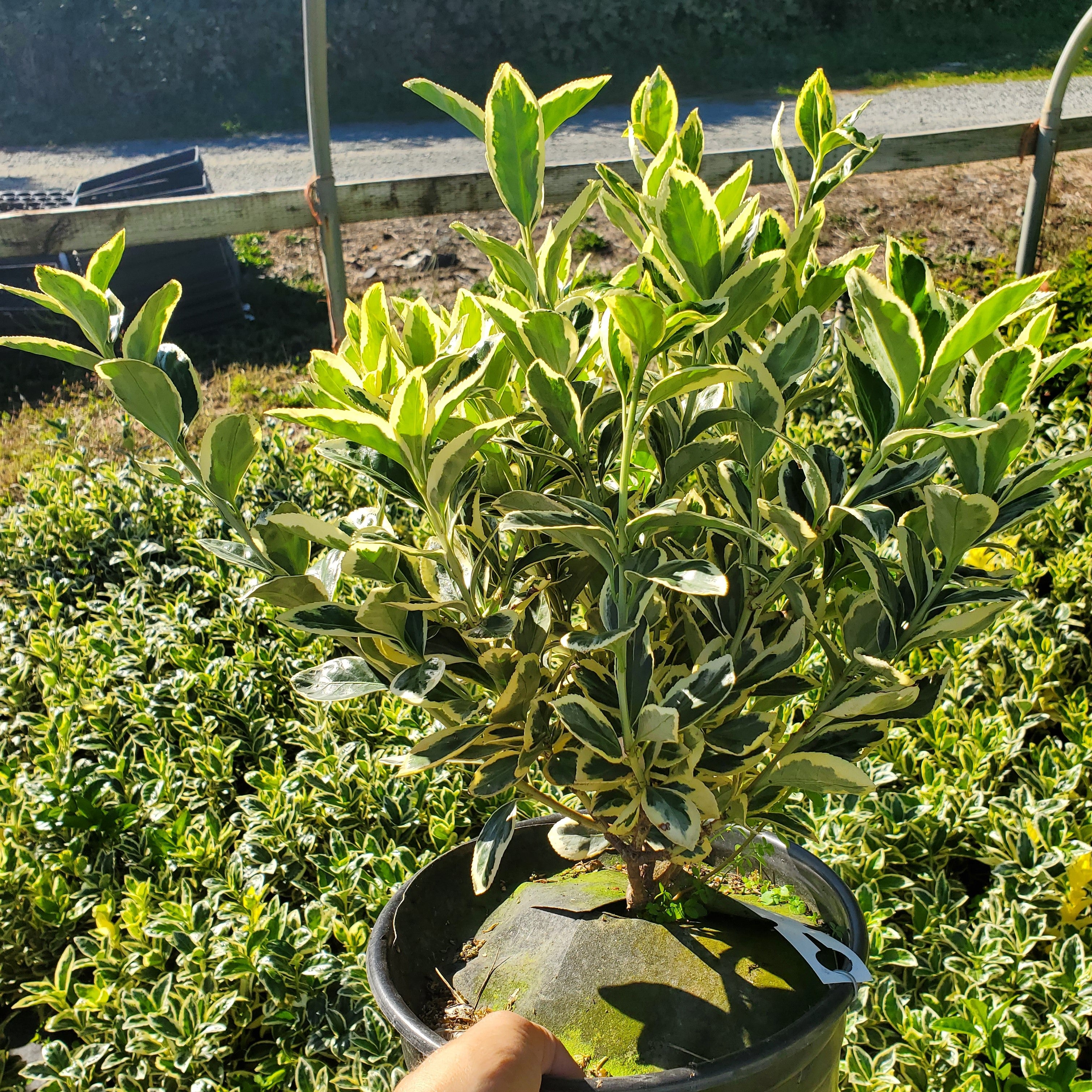 Euonymus ‘Silver King’