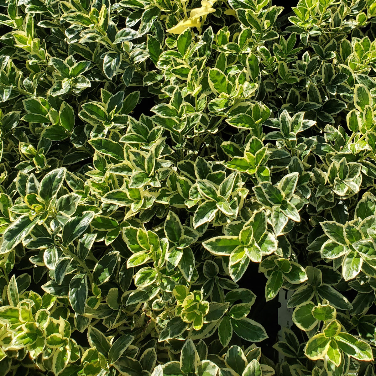 Euonymus ‘Silver King’
