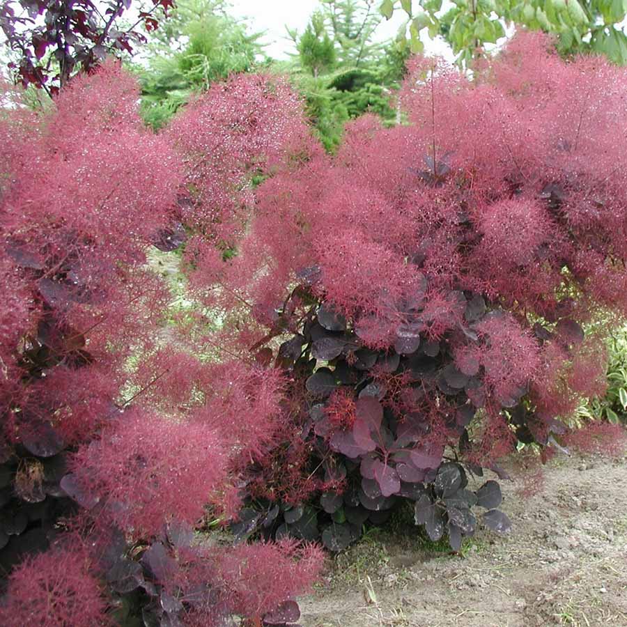Royal Purple Smoke Tree for Sale Online – The Greenhouse
