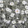 Snow in Summer