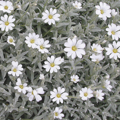 Snow in Summer