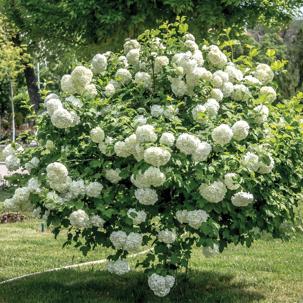 Snowball Bush Viburnum