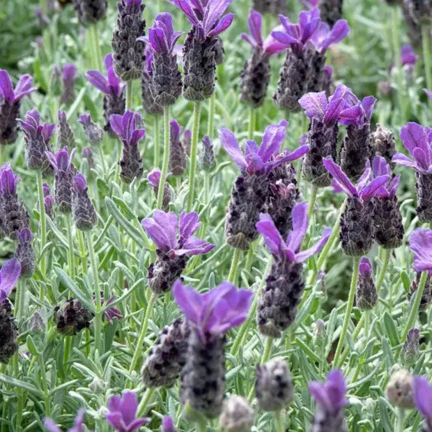 Spanish Lavender Anouk