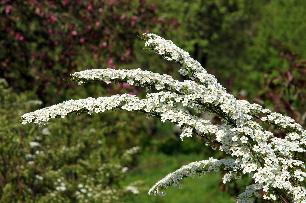 Snowmound Spirea