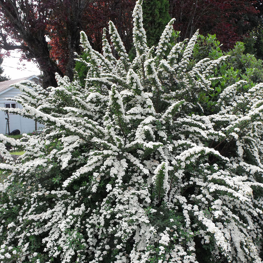 Snowmound Spirea