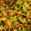 Spirea Gold Flame