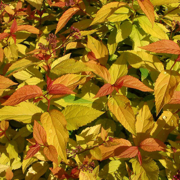 Spirea Gold Flame