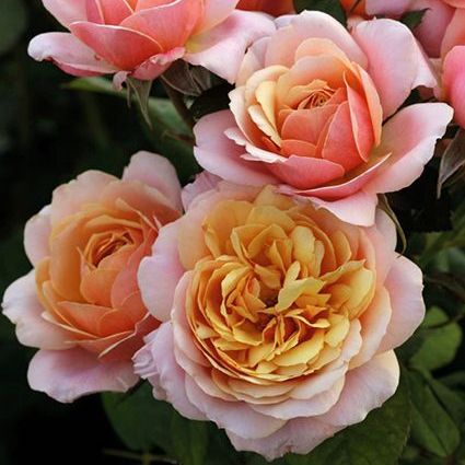 &#39;State of Grace’ Rose