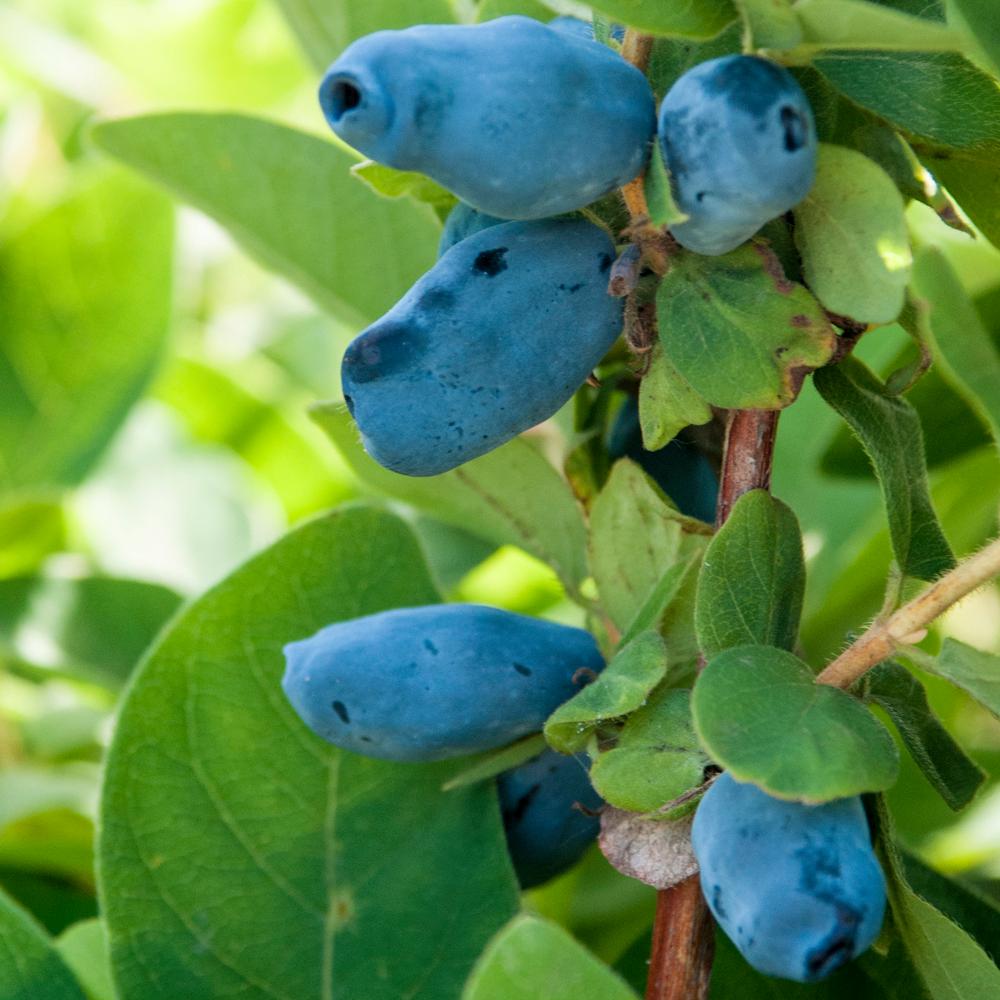 Tana Honeyberry (Haskap)