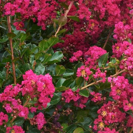 Tonto Crape Myrtle