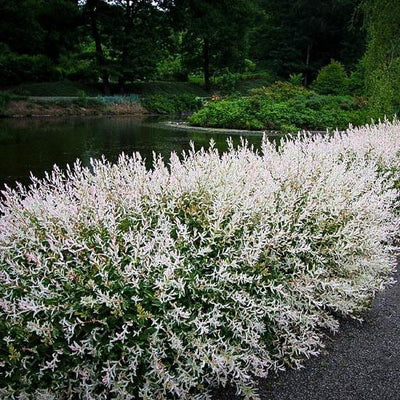 Dappled Willow