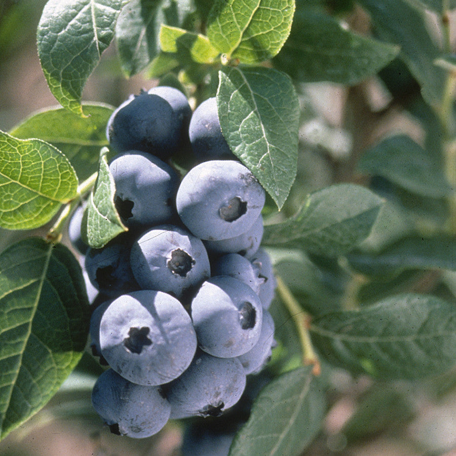 Chandler Blueberry