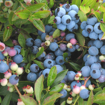 Burgundy Blueberry