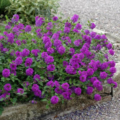 Verbena 'Homestead Purple'