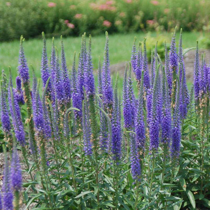 Veronica 'Royal Candles'