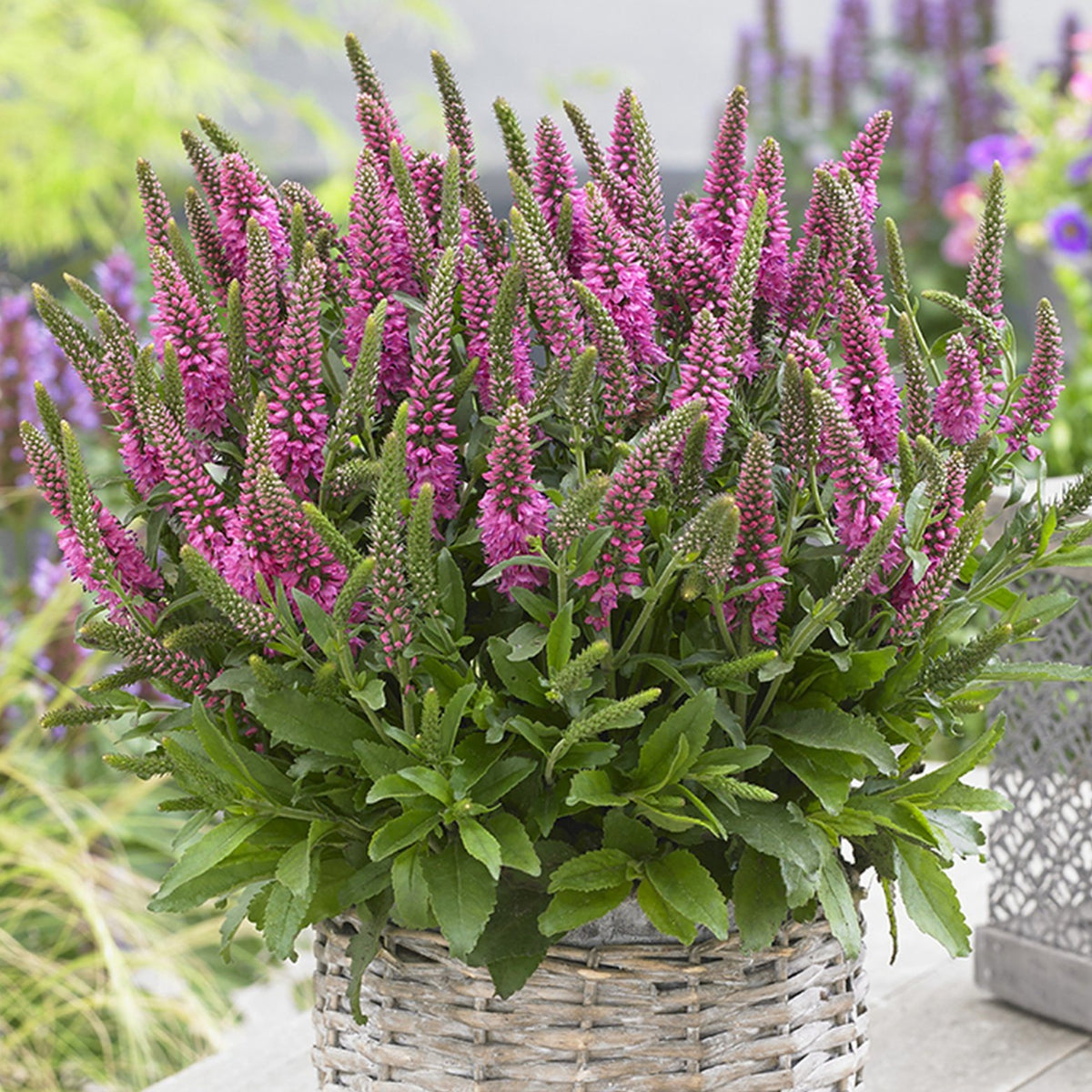 Veronica Bubblegum Candles