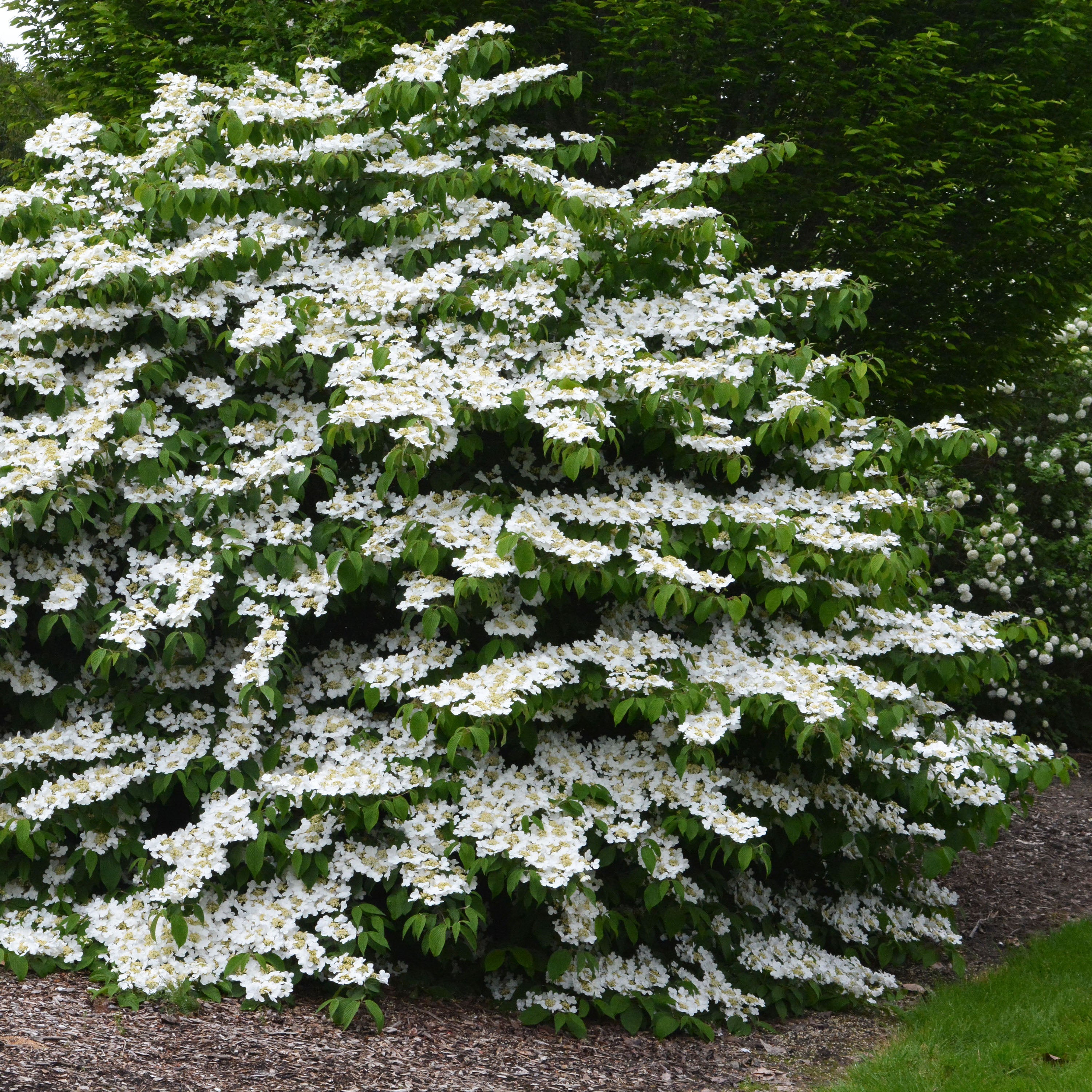 Doublefile Viburnum