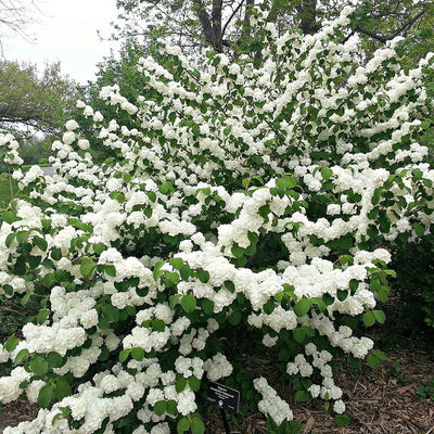 Viburnum 'Popcorn'