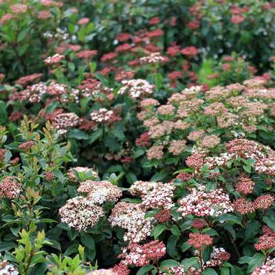 Viburnum 'Spring Bouquet'