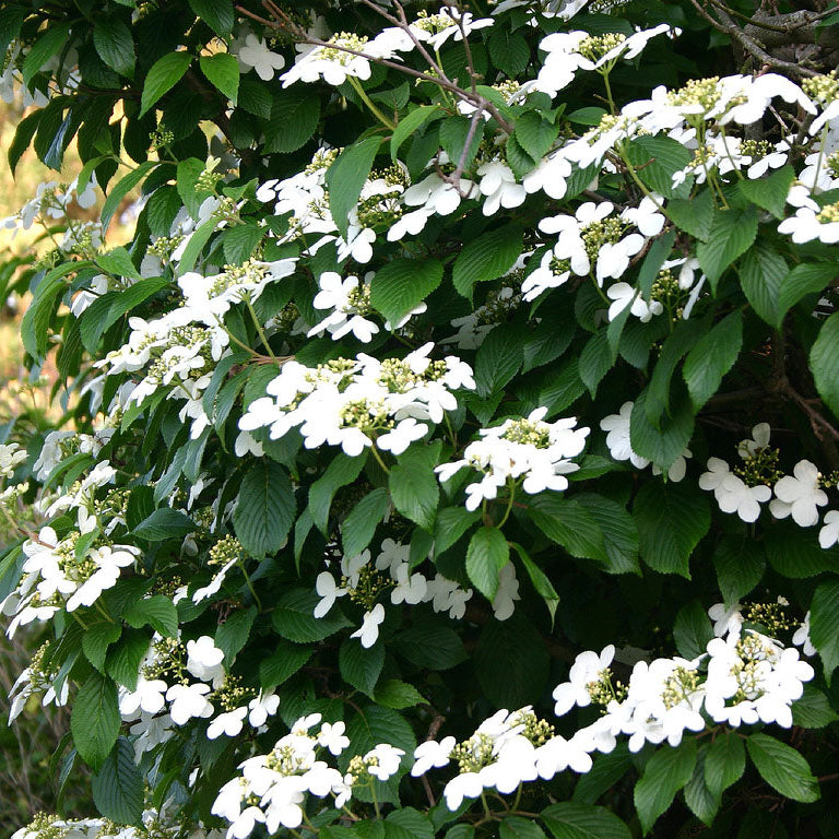 Viburnum 'Summer Snowflake'