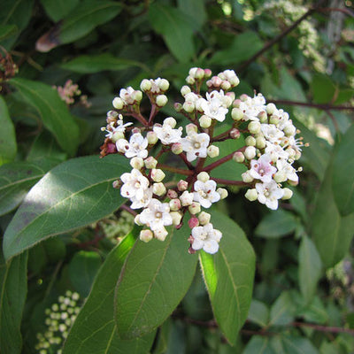 Viburnum 'Spring Bouquet'