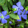 Vinca minor