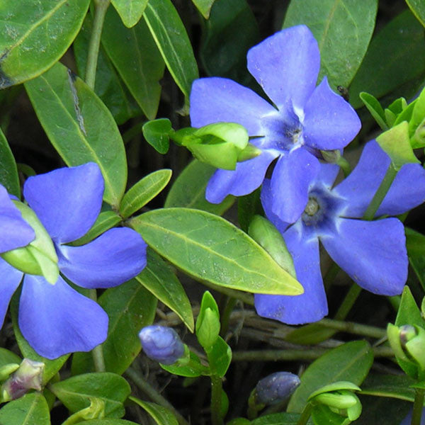 Vinca minor